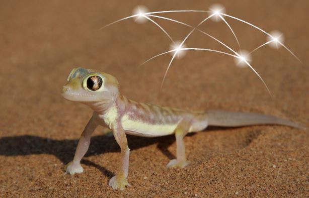 Teaser Bild Gecko Light